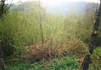 27. april 1994. Tam kjer je leska prerasla ruevino stare suilnice bo stal ebelnjak