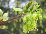 Topokrpi javor - Acer obtusatum