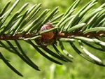 Mali smrekov kapar /Physokermes hemycriphus/ je pomemben proizvajalec gozdne mane