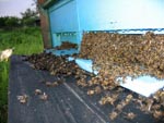 Neurje s točo tudi v čebelarstvu povzroči veliko škodo. Tako je lani po poletnem urju neurju pred panji za vedno ostalo na tisoče čebel.
