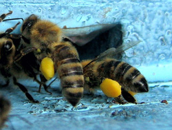 cvetni prah na nožicah čebel