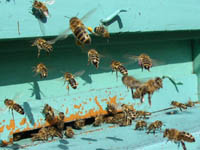 Na sliki vidimo kako čebela na zadnjih nogah prinaša v panj cvetni prah