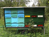 Na sliki so čebele na lipovi paši v Šalki vasi pri Kočevju