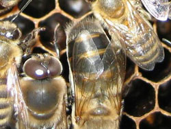 Trotov zadek je poraščen z dlačicami ter nekoliko bolj okrogel od čebeljega