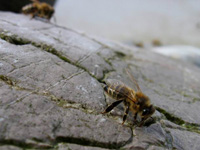 Izvirna voda je najboljša tudi za čebele