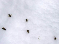 Zaradi prepotrebne vode čebela izletijo v hladno naravo. Vsedejo se na sneg in tam zaradi podhladitve tudi umrejo. Škoda je zelo velika